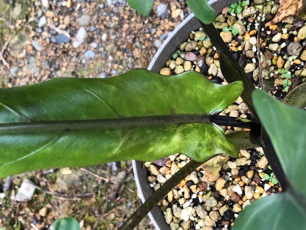 斑入りラウテルバキアナの栽培記録。茎が黒くなるキレイな品種です。