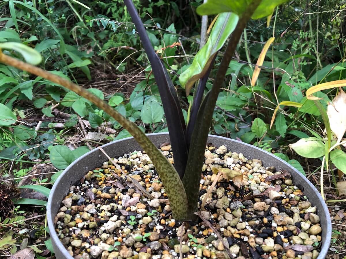 20201108-茎が黒くなってきたラウテルバキアナの写真