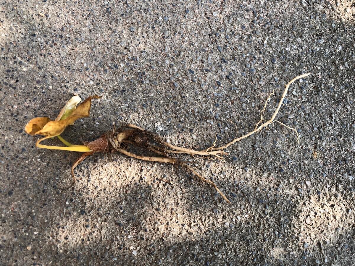 夏の暑さで地上部が枯れた斑入りクワズイモの写真２