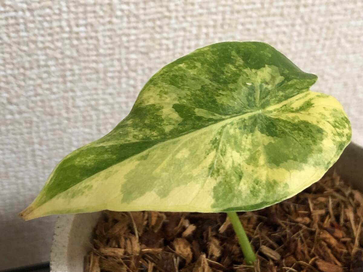 okinawa-gold old leaf photo